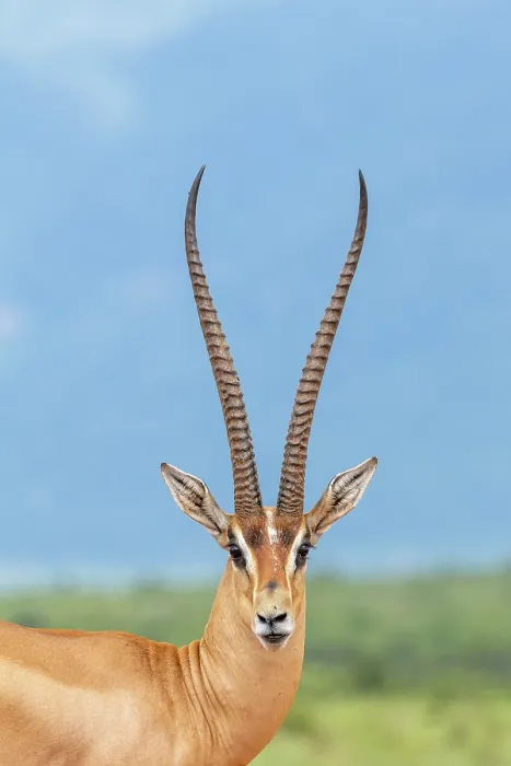 Framed Print : Grant's gazelle (Gazella granti) male, head portrait, Tsavo East National Park, Kenya Framed Print : Grant's gazelle (Gazella granti) male, head portrait, Tsavo East National Park, Kenya