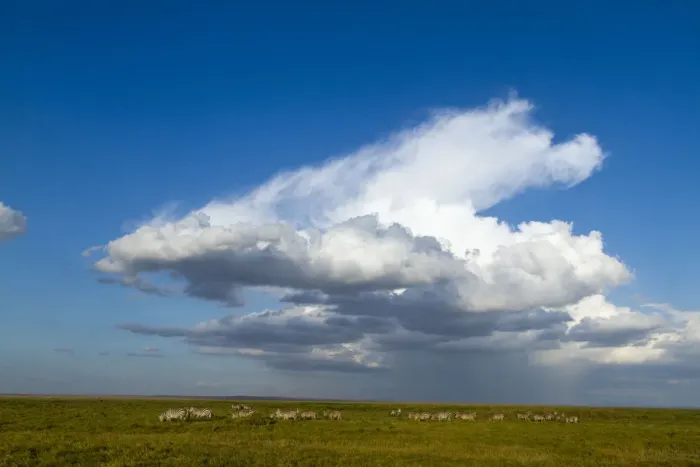 Framed Print : Grants zebra (Equus burchelli boehmi) herd with large cloud above, Amboseli National Park Framed Print : Grants zebra (Equus burchelli boehmi) herd with large cloud above, Amboseli National Park