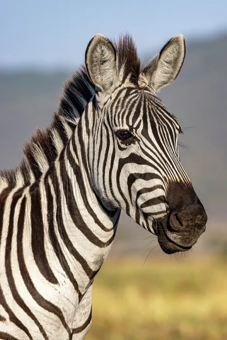 Framed Print : Grant's zebra (Equus quagga boehmi) head portrait, Masai-Mara game reserve, Kenya Framed Print : Grant's zebra (Equus quagga boehmi) head portrait, Masai-Mara game reserve, Kenya