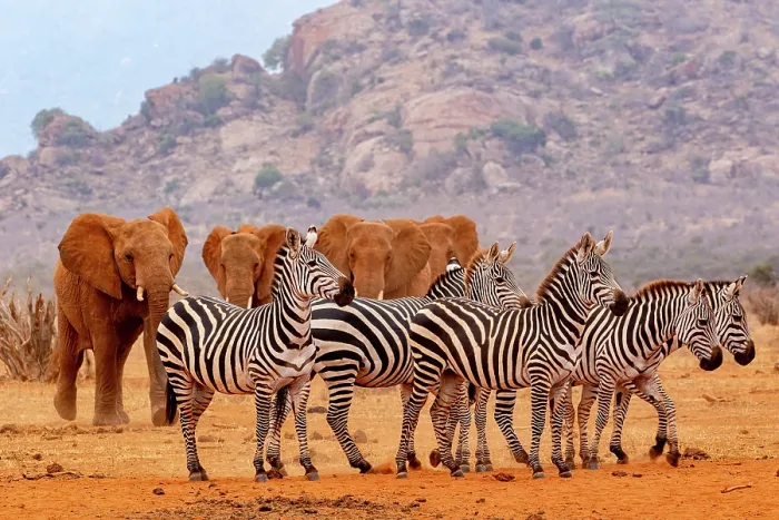 Framed Print : Grant's zebra (Equus quagga boehmi) herd walking towards waterhole with African elephant (Loxodonta africana) herd walking behind, Tsavo East National Park, Kenya. Endangered Framed Print : Grant's zebra (Equus quagga boehmi) herd walking towards waterhole with African elephant (Loxodonta africana) herd walking behind, Tsavo East National Park, Kenya. Endangered