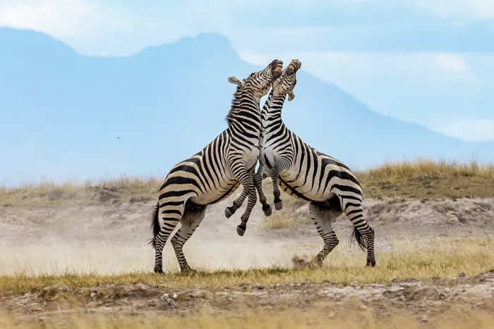 Framed Print : Two Grant's zebra (Equus quagga boehmi) males, fighting, Amboseli National Park, Kenya Framed Print : Two Grant's zebra (Equus quagga boehmi) males, fighting, Amboseli National Park, Kenya