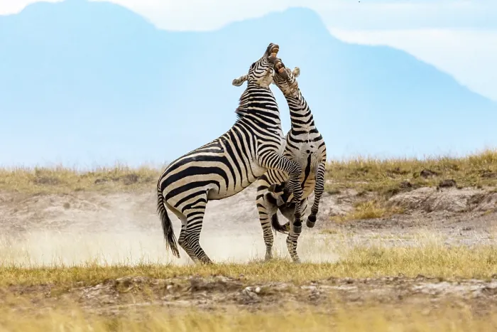 Framed Print : Two Grant's zebra (Equus quagga boehmi) males fighting. Amboseli National Park, Kenya Framed Print : Two Grant's zebra (Equus quagga boehmi) males fighting. Amboseli National Park, Kenya