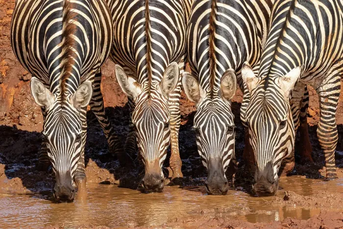 Framed Print : Grant's zebras (Equus quagga boehmi) drinking at waterhole. Tsavo East National Park, Kenya Framed Print : Grant's zebras (Equus quagga boehmi) drinking at waterhole. Tsavo East National Park, Kenya