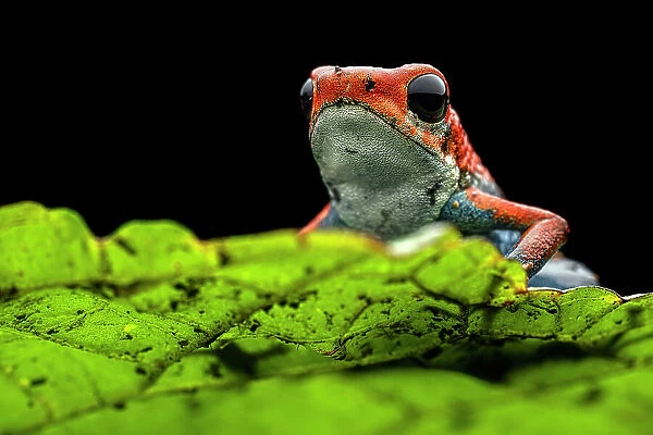 Granular poison frog (Oophaga granulifera) resting on leaf at night, Uvita, Costa Rica