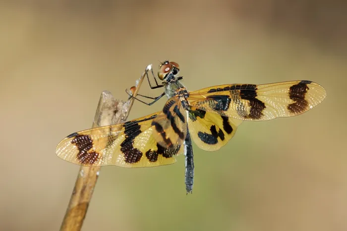 Framed Print : Graphic flutterer (Rhyothemis graphiptera) resting on a dead plant stalk, Corroboree billabong, Northern Territory, Australia