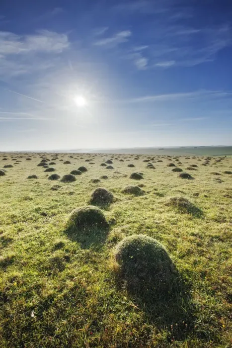 Framed Print : Grass covered anthills in ancient chalk grassland at dawn, Parsonage Down NNR, Wiltshire Framed Print : Grass covered anthills in ancient chalk grassland at dawn, Parsonage Down NNR, Wiltshire