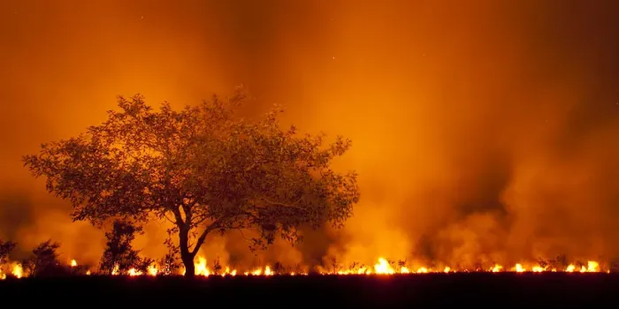 Framed Print : Grass fire at night in Pantanal, Brazil Framed Print : Grass fire at night in Pantanal, Brazil