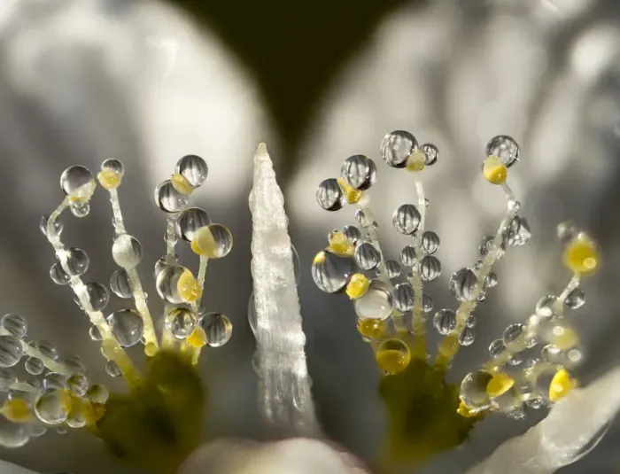 Framed Print : Grass of Parnassus (Parnassia palustris) flower detail with dewdrops, Bavaria, Germany, Europe. September Framed Print : Grass of Parnassus (Parnassia palustris) flower detail with dewdrops, Bavaria, Germany, Europe. September