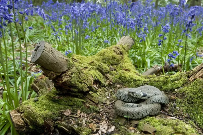 Framed Print : Grass snake (Natrix natrix) basking on tree stump among Bluebells, Hertfordshire, England Framed Print : Grass snake (Natrix natrix) basking on tree stump among Bluebells, Hertfordshire, England