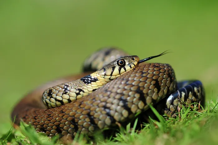 Framed Print : Grass snake (natrix natrix) coiled up, basking in summer, Dorset, England, UK. July. Controlled conditions Framed Print : Grass snake (natrix natrix) coiled up, basking in summer, Dorset, England, UK. July. Controlled conditions