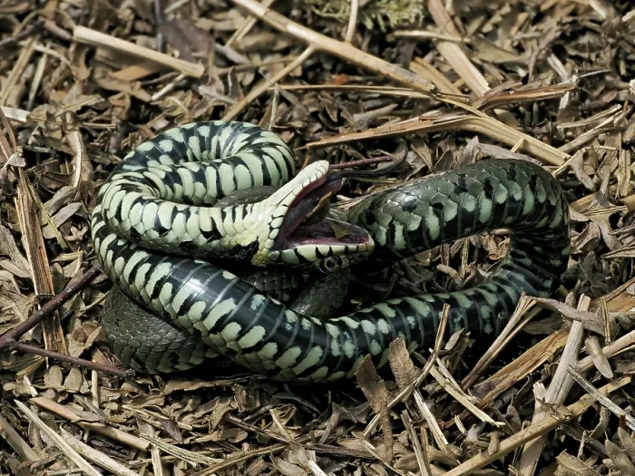 Framed Print : Grass snake (Natrix natrix) feigning death after being disturbed, Buckinghamshire, England, UK. April Framed Print : Grass snake (Natrix natrix) feigning death after being disturbed, Buckinghamshire, England, UK. April