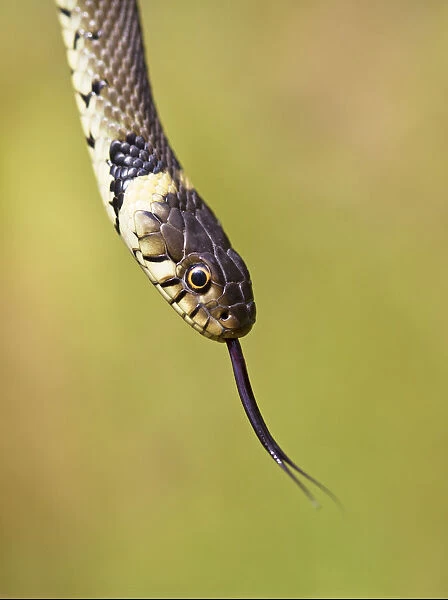 Grass snake (Natrix natrix) flicking tongue, Hampstead Heath, London, England, UK, August