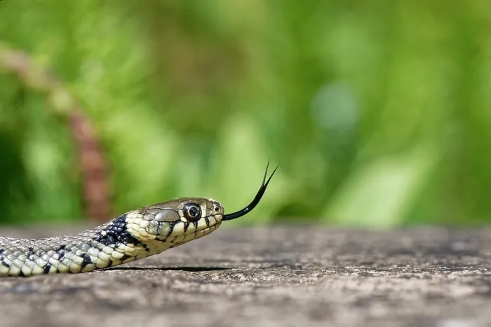 Framed Print : Grass snake (Natrix natrix) flicking its tongue, portrait, Wiltshire, England, UK. June Framed Print : Grass snake (Natrix natrix) flicking its tongue, portrait, Wiltshire, England, UK. June