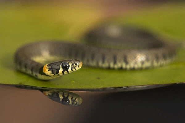Grass Snake (Natrix natrix) on a lily pad. Leicestershire, UK, September