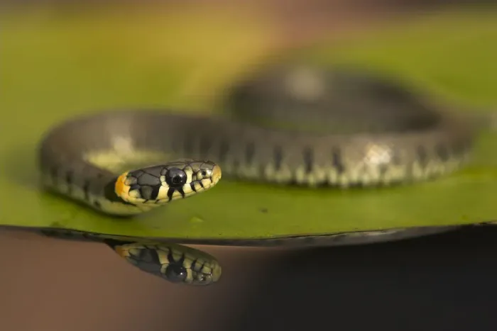 Framed Print : Grass Snake (Natrix natrix) on a lily pad. Leicestershire, UK, September