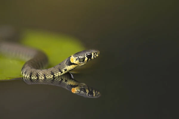 Grass Snake (Natrix natrix) on lily pad, reflected in water. Leicestershire, UK, October