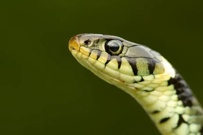 Framed Print : Grass Snake (Natrix natrix) portrait, Staffordshire, England, UK, April Framed Print : Grass Snake (Natrix natrix) portrait, Staffordshire, England, UK, April