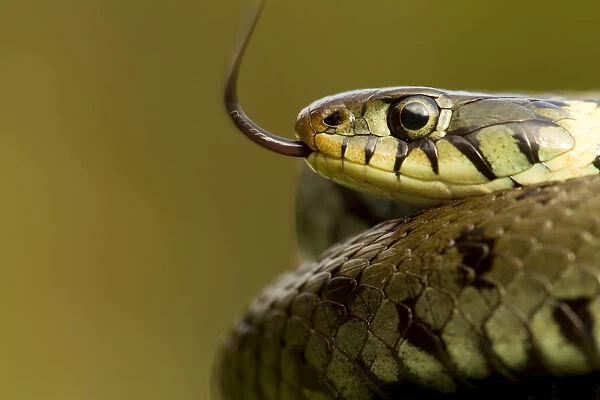 Grass Snake (Natrix natrix) portrait with tongue exposed, basking, Staffordshire