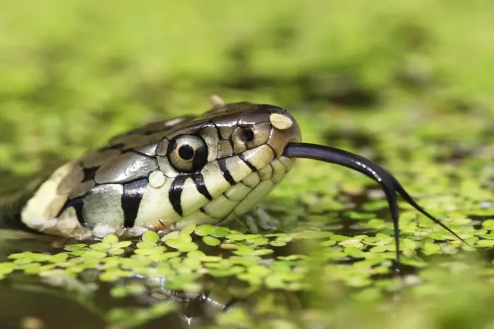 Framed Print : Grass snake (Natrix natrix) swimming amongst duck weed, Oxfordshire, UK Framed Print : Grass snake (Natrix natrix) swimming amongst duck weed, Oxfordshire, UK
