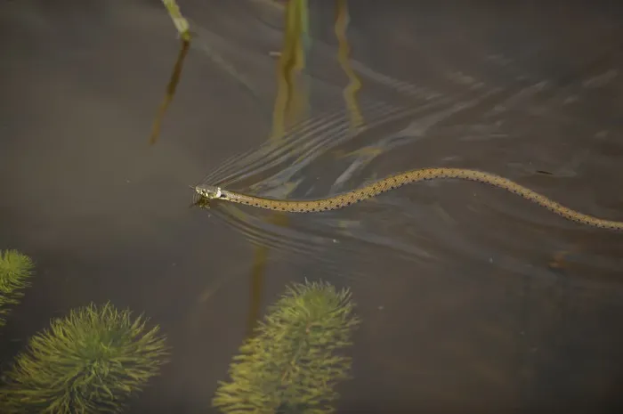 Framed Print : Grass snake (Natrix natrix) swimming through water, Wicken Fen, Cambridgeshire, UK, June Framed Print : Grass snake (Natrix natrix) swimming through water, Wicken Fen, Cambridgeshire, UK, June