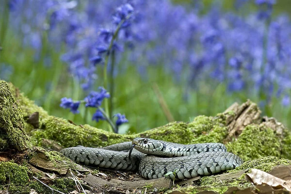 Grass snake (Natrix natrix) tasting the air for danger while basking on tree stump among Bluebells