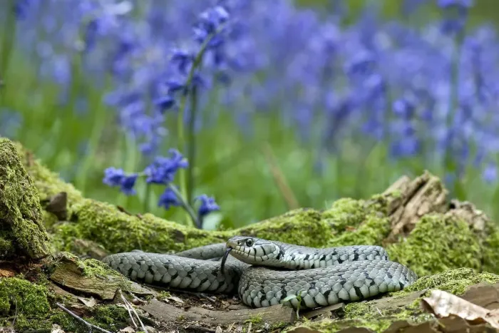 Framed Print : Grass snake (Natrix natrix) tasting the air for danger while basking on tree stump among Bluebells Framed Print : Grass snake (Natrix natrix) tasting the air for danger while basking on tree stump among Bluebells