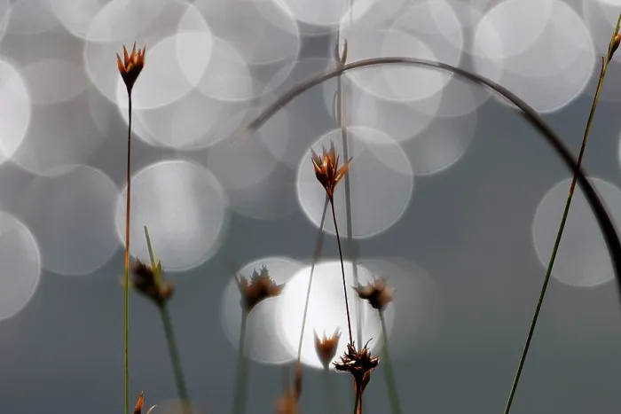 Framed Print : Grasses in moor, backlit and bokeh, Bavaria, Germany