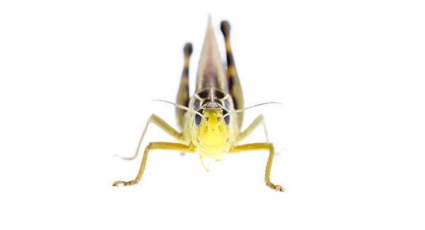 Grasshopper (Arcyptera fusca) male, Fliess, Naturpark Kaunergrat, Tirol, Austria
