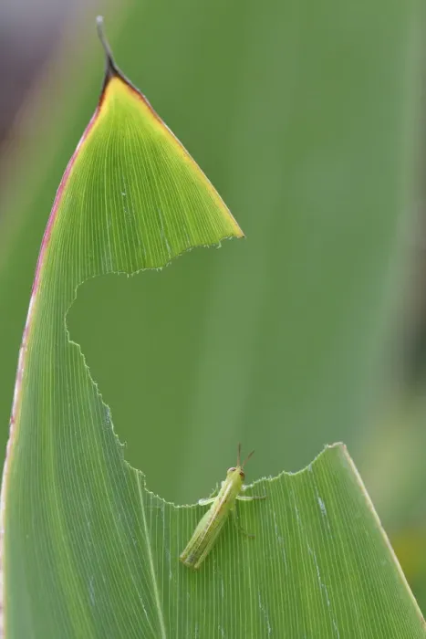 Framed Print : Grasshopper, which has eaten a big hole in a leaf, East Lake Greenway park, Wuhan Framed Print : Grasshopper, which has eaten a big hole in a leaf, East Lake Greenway park, Wuhan