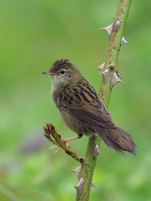 Framed Print : Grasshopper warbler (Locustella naevia) perched on Wild rose stem, Bedfordshire, England, UK. June Framed Print : Grasshopper warbler (Locustella naevia) perched on Wild rose stem, Bedfordshire, England, UK. June