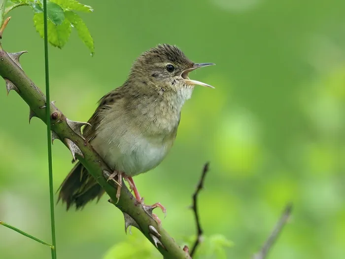 Framed Print : Grasshopper warbler (Locustella naevia) perched on Wild rose stem singing, Bedfordshire, England, UK. June