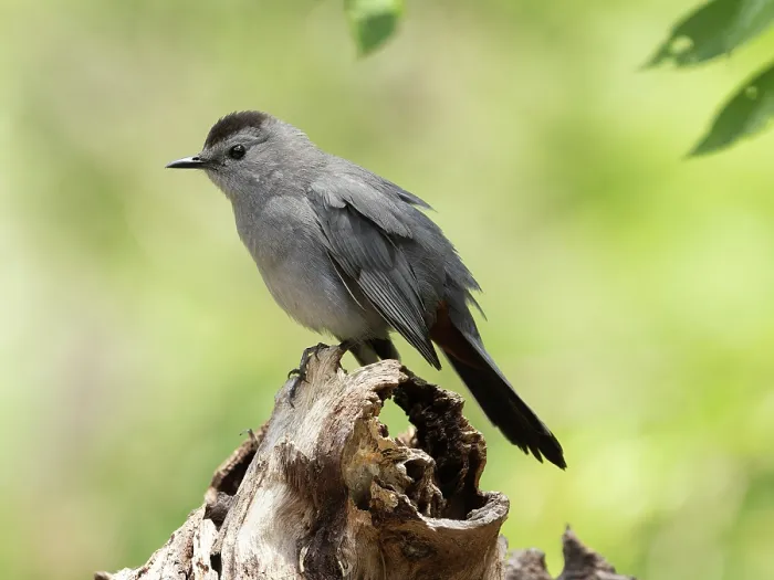 Framed Print : Gray catbird (Dumetella carolinensis) perched on branch, Hoot Hollow, Pennsylvania, USA. June Framed Print : Gray catbird (Dumetella carolinensis) perched on branch, Hoot Hollow, Pennsylvania, USA. June