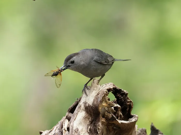 Framed Print : Gray catbird (Dumetella carolinensis) perched on branch feeding on Cicada prey, Hoot Hollow, Pennsylvania, USA. June Framed Print : Gray catbird (Dumetella carolinensis) perched on branch feeding on Cicada prey, Hoot Hollow, Pennsylvania, USA. June