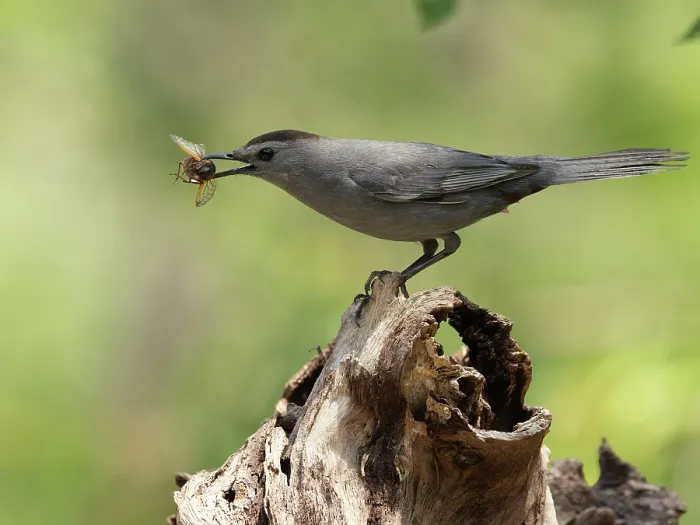 Framed Print : Gray catbird (Dumetella carolinensis) perched on branch feeding on Cicada prey, Hoot Hollow, Pennsylvania, USA. June Framed Print : Gray catbird (Dumetella carolinensis) perched on branch feeding on Cicada prey, Hoot Hollow, Pennsylvania, USA. June