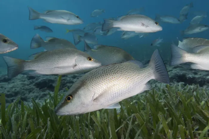 Framed Print : Gray snapper (Lutjanus griseus) shoal swimming over Turtle grass (Thalassia testudinum) Framed Print : Gray snapper (Lutjanus griseus) shoal swimming over Turtle grass (Thalassia testudinum)