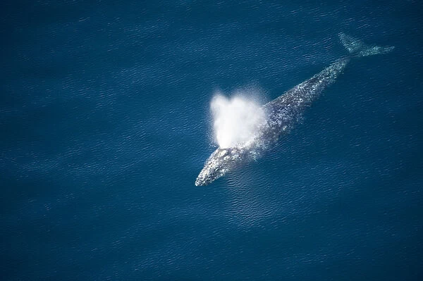 Gray whale (Eschrichtius robustus) aerial view of blowing during whale migration