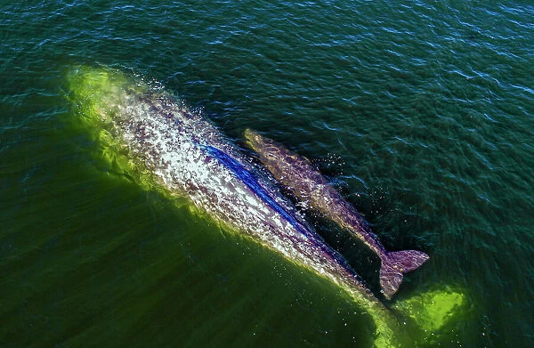 Gray whale (Eschrichtius robustus), mother and calf, swimming at surface, Magdalena Bay, Baja California, Mexico, Pacific Ocean
