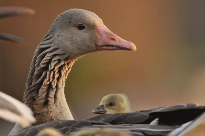 Framed Print : Graylag gosling (Anser anser) resting under parents wing, Pusztaszer, Hungary Framed Print : Graylag gosling (Anser anser) resting under parents wing, Pusztaszer, Hungary
