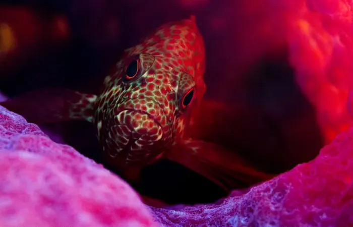 Framed Print : Graysby fish (Cephalopholis cruentata) a type of grouper, hiding in a sponge off Eleuthera Framed Print : Graysby fish (Cephalopholis cruentata) a type of grouper, hiding in a sponge off Eleuthera