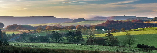 Grazing sheep and rural landscape in early morning light, Harwood Dale, North Yorkshire, England, UK. November, 2021