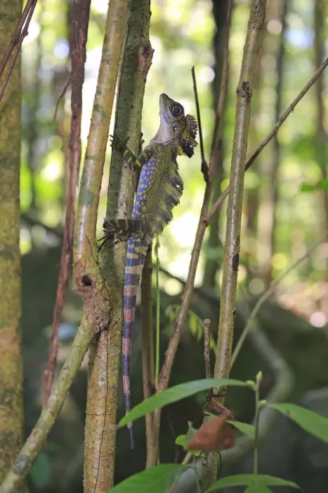 Framed Print : Great anglehead lizard (Gonocephalus grandis) male, Tioman Island, Malaysia