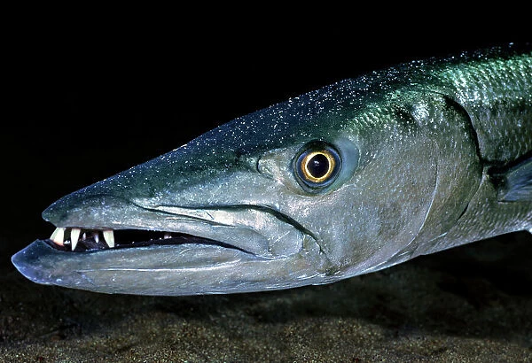 Great Barracuda (Sphyraena barracuda) head portrait, Virgin Gorda, British Virgin Islands, Caribbean Sea