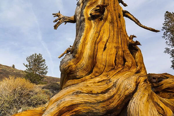 Great Basin Bristlecone Pine (Pinus longaeva) trunk of ancient tree, Inyo National forest