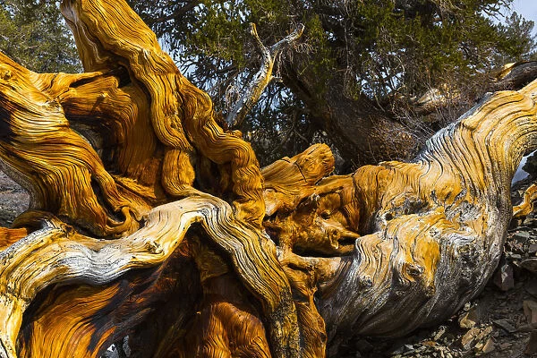 Great Basin Bristlecone Pine (Pinus longaeva) fallen ancient tree, White Mountains