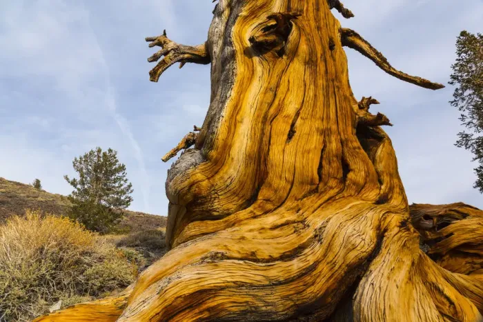 Framed Print : Great Basin Bristlecone Pine (Pinus longaeva) trunk of ancient tree, Inyo National forest