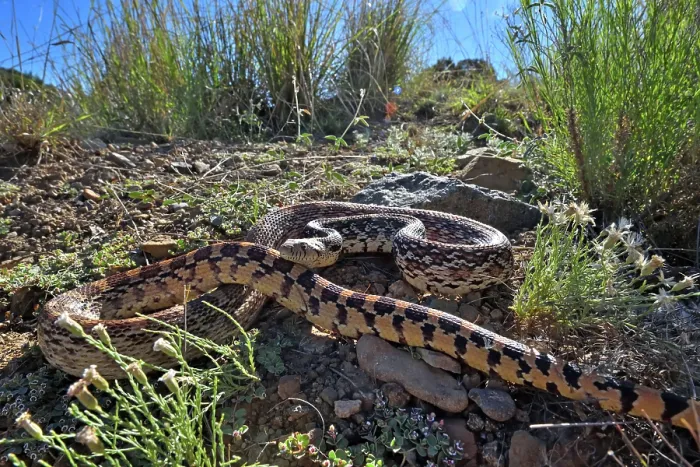 Framed Print : Great Basin gophersnake (Pituophis catenifer deserticola) resting, Panamint Mountains, Death Valley National Park, California, USA Framed Print : Great Basin gophersnake (Pituophis catenifer deserticola) resting, Panamint Mountains, Death Valley National Park, California, USA