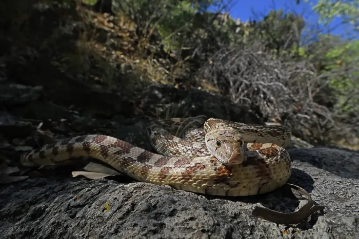 Framed Print : Great Basin gophersnake (Pituophis catenifer deserticola) resting in the shade, Panamint Mountains, Death Valley National Park, California, USA