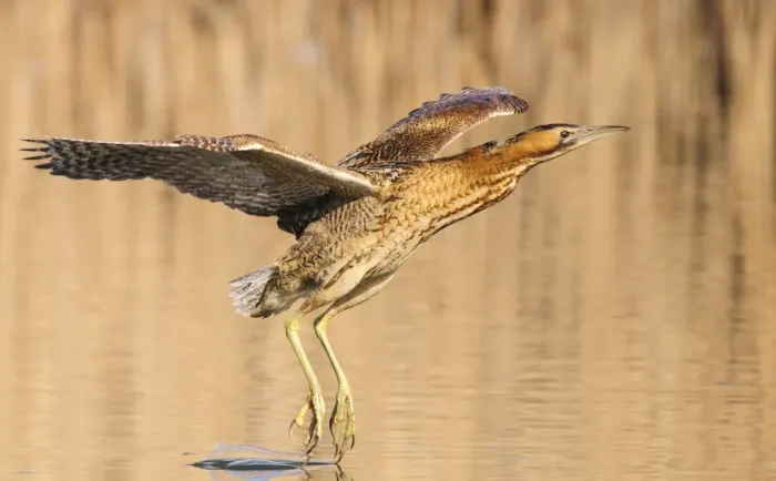 Framed Print : Great bittern (Botaurus stellaris) in flight over water with feet dragging through it Framed Print : Great bittern (Botaurus stellaris) in flight over water with feet dragging through it