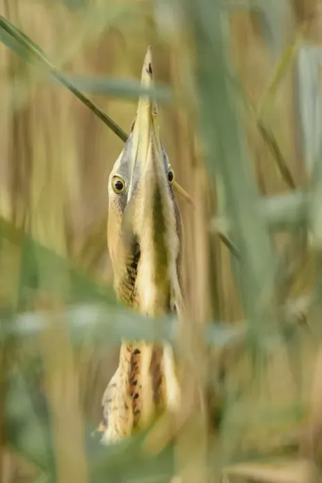 Framed Print : Great bittern (Botaurus stellaris) head and neck, lookin up through reeds. Suffolk, UK Framed Print : Great bittern (Botaurus stellaris) head and neck, lookin up through reeds. Suffolk, UK