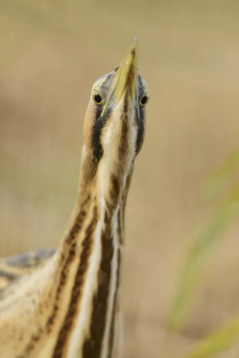 Framed Print : Great bittern (Botaurus stellaris) portrait. Suffolk, UK. November Framed Print : Great bittern (Botaurus stellaris) portrait. Suffolk, UK. November